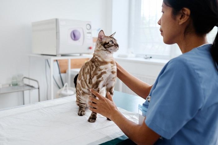 Una imagen que muestra a un gato sometido a un chequeo veterinario. La escena resalta el cuidado responsable de las mascotas y enfatiza la importancia de los exámenes de salud regulares para garantizar el bienestar del gato y abordar cualquier posible problema de salud.