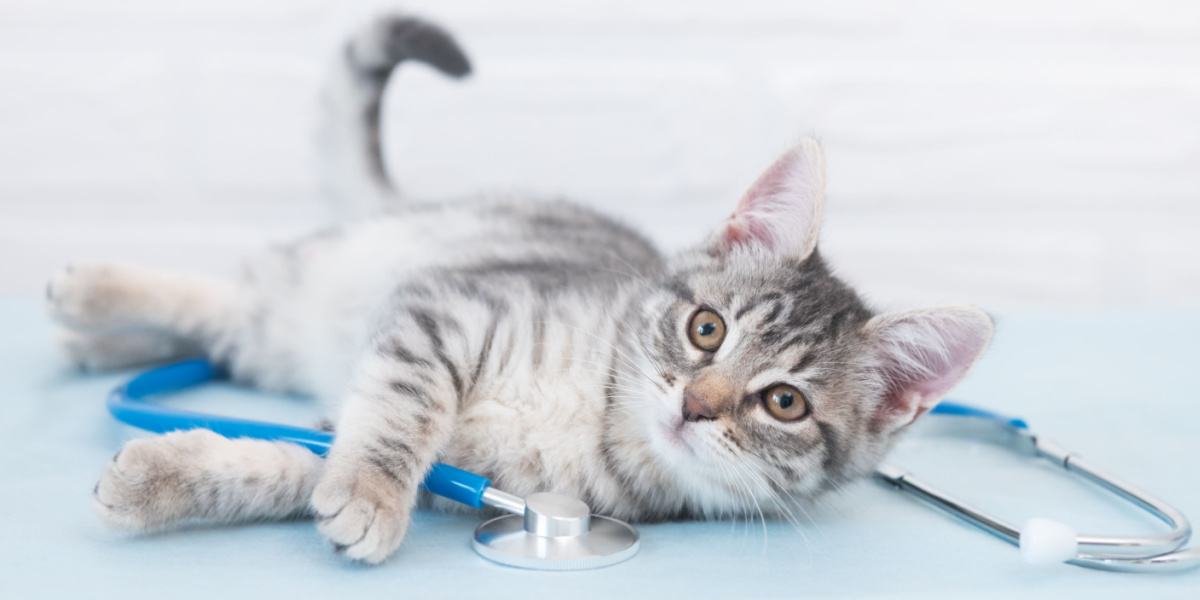 Un gato durante un examen veterinario, enfatizando la importancia de los controles regulares y el cuidado de la salud de los compañeros felinos.