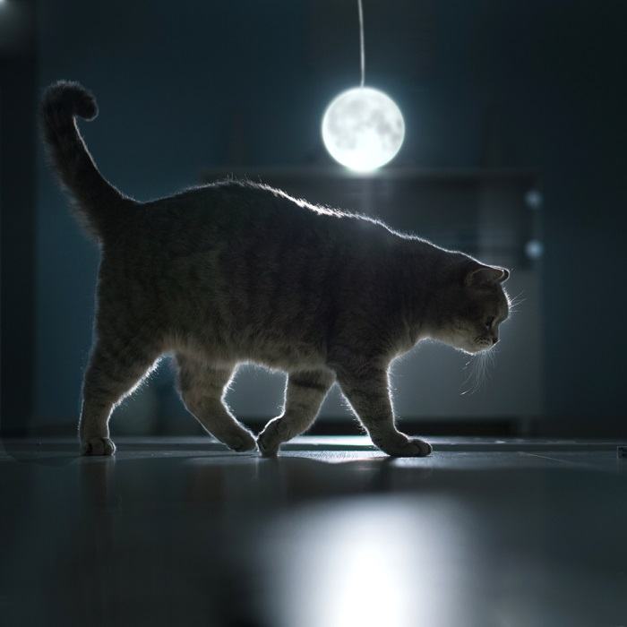 gato caminando de noche