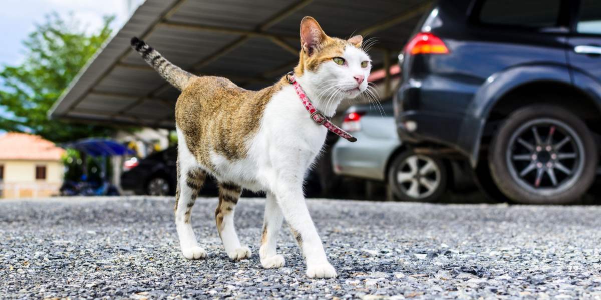 gato caminando cerca de los coches