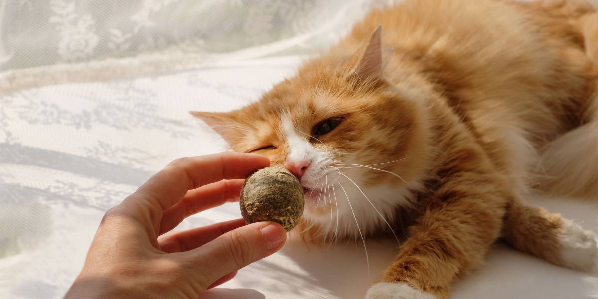 Imagen que muestra una bola de hierba gatera, un popular juguete felino impregnado del atractivo aroma de la hierba gatera.