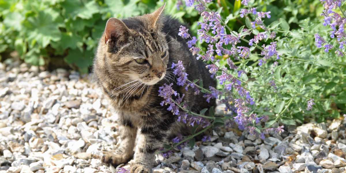 Gato parado cerca de una planta de hierba gatera