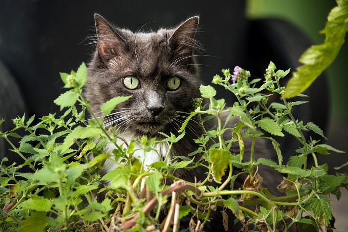 Primer plano de un gato jugando con la hierba gatera.