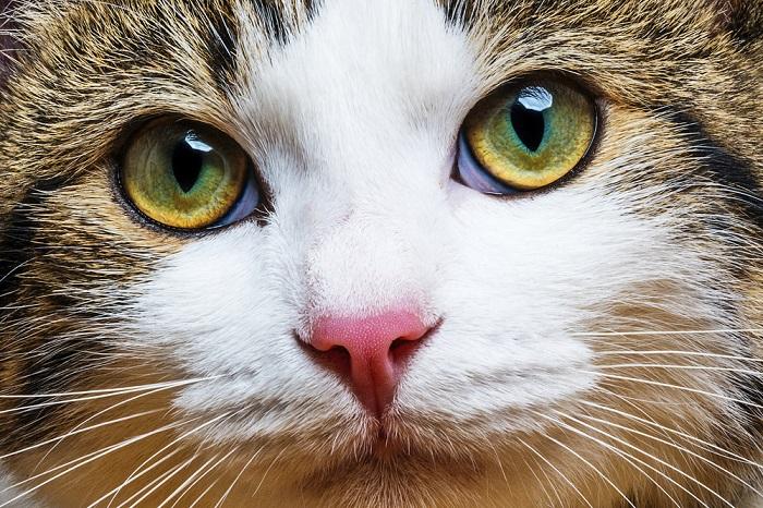 Un primer plano del ojo de un gato, resaltando los detalles intrincados y la belleza de los ojos felinos.