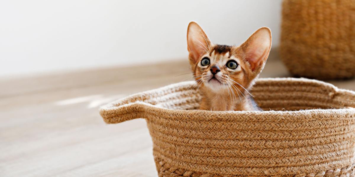 Lindo gatito abisinio con expresión juguetona.