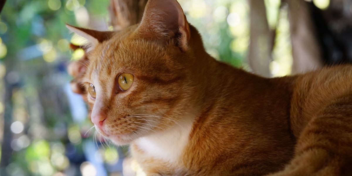 Lindo gato naranja