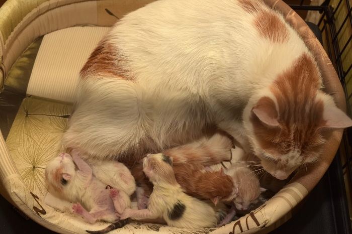 La gata felina hembra da a luz