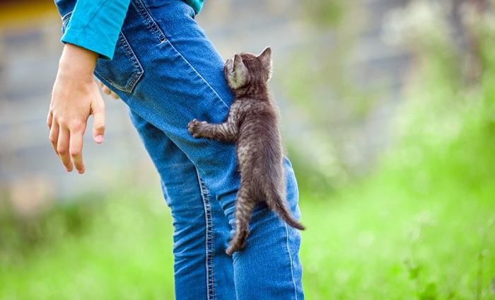 Gatito trepando patas.