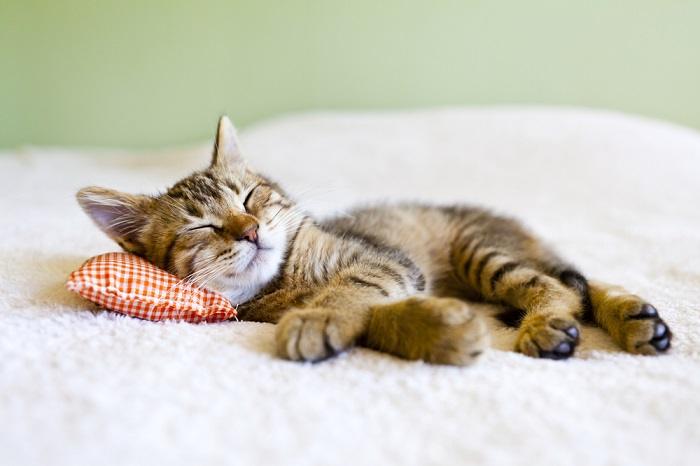 Un gatito durmiendo, mostrando la naturaleza pacífica y adorable de los felinos jóvenes.