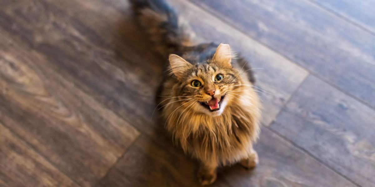 Gato atigrado de pelo largo y color marrón maullando