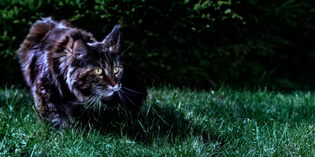 Gato Maine Coon de noche