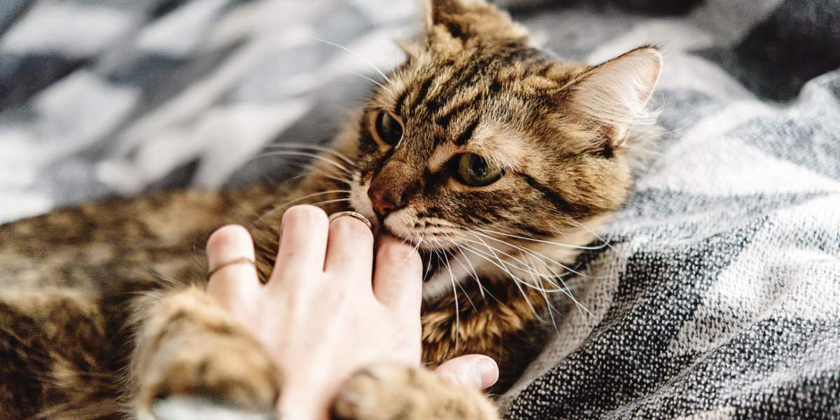 Una imagen relacionada con la agresión por caricias en los gatos, que resalta un problema de comportamiento que algunos felinos pueden mostrar durante las caricias o el manejo.