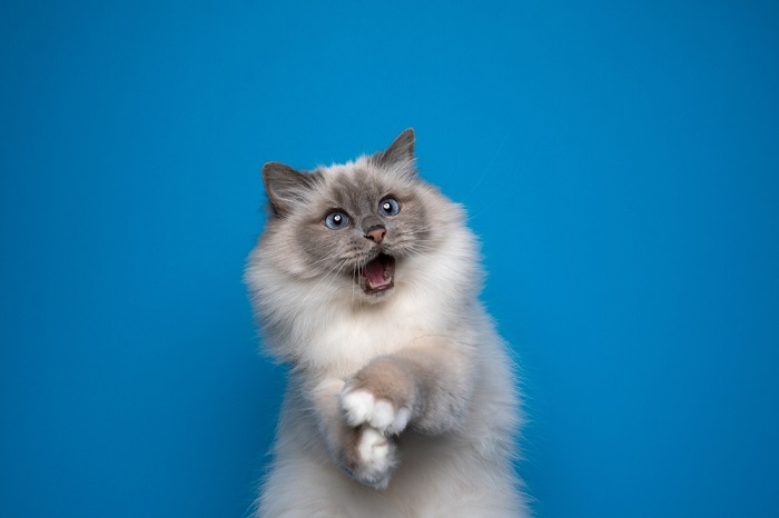 Gato birmano juguetón con ojos azules que parece sorprendido