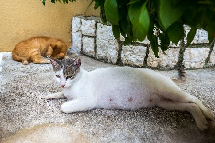 Una gata embarazada durmiendo al aire libre, ilustrando la comodidad y la relajación de un felino durante el embarazo.