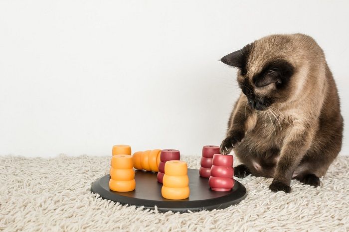 Gato siamés resolviendo un rompecabezas de mascotas