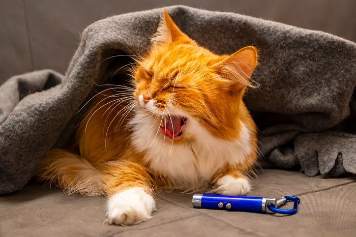 Un gato siberiano peludo capturado en pleno bostezo, revelando su expresión entrañable y resaltando un momento de relajación y comodidad.