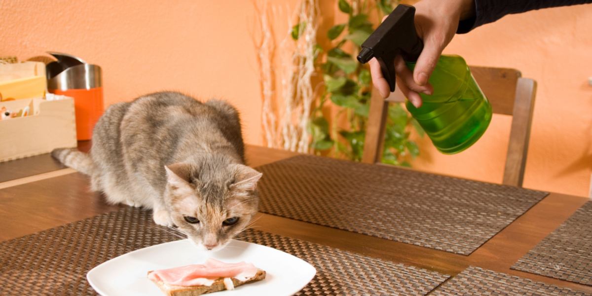 Dueño rociando al gato con agua