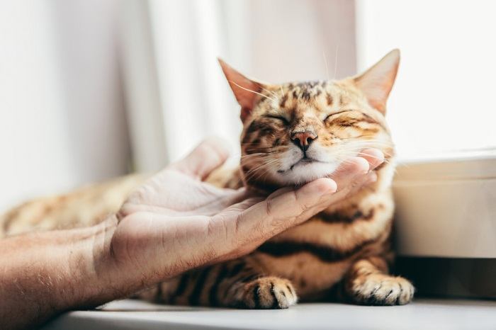 Una persona acaricia a un gato de Bengala, demostrando el acto de acariciar suavemente y crear un vínculo con esta raza felina única.