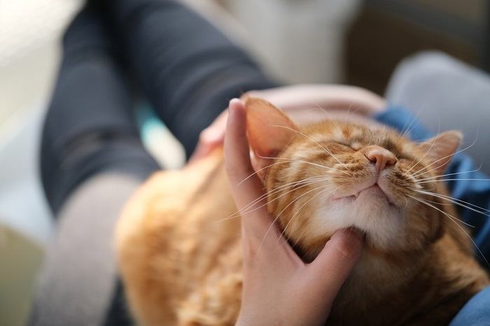 Una persona acariciando a un gato atigrado marrón, ilustrando el acto de acariciar suavemente y crear un vínculo con un felino.