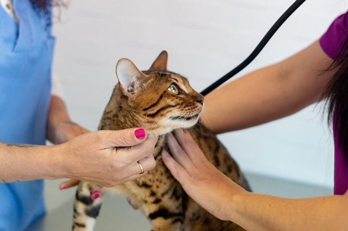 Un gato durante un examen veterinario, destacando la importancia de los controles regulares y el cuidado de la salud de los compañeros felinos.