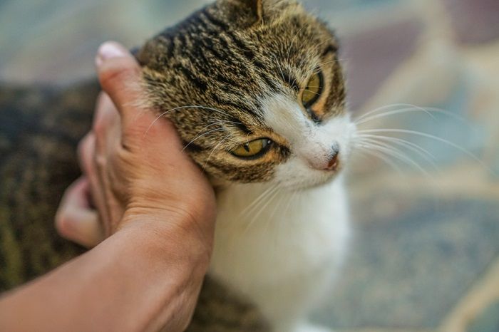 Un gato se frota la cabeza con la mano.