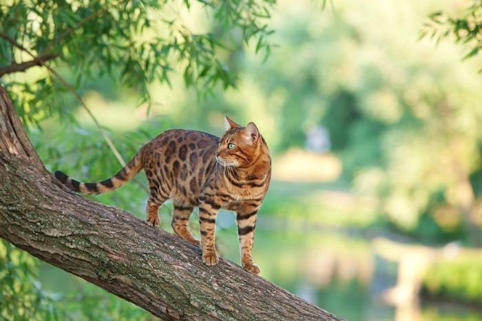 Gato de Bengala colocado graciosamente en la rama de un árbol.