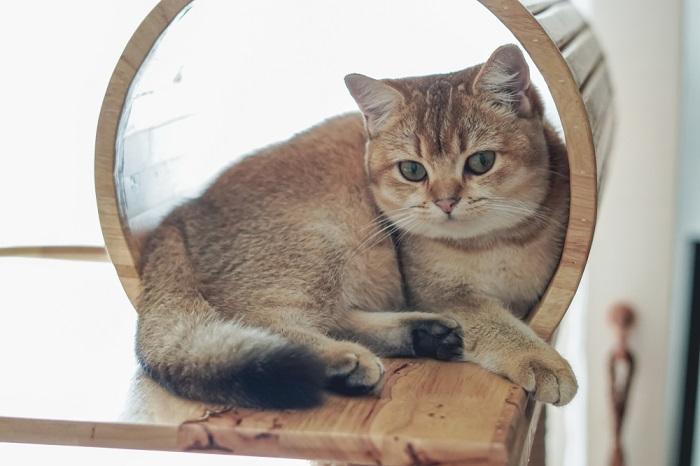 Gato británico de pelo corto en un árbol para gatos