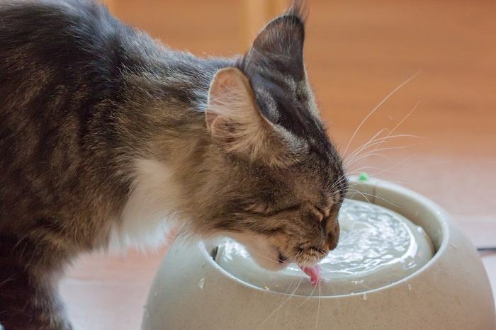 Gato marrón bebe agua