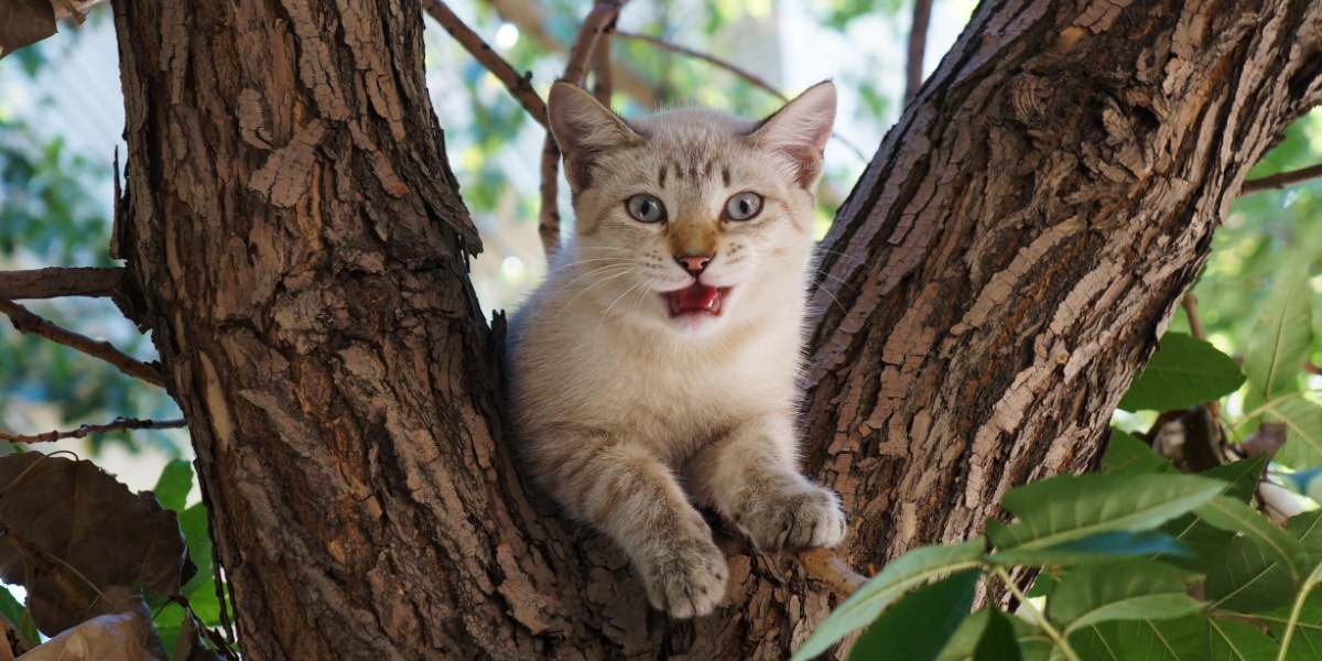 Gato posado en un árbol, disfrutando de una vista elevada.