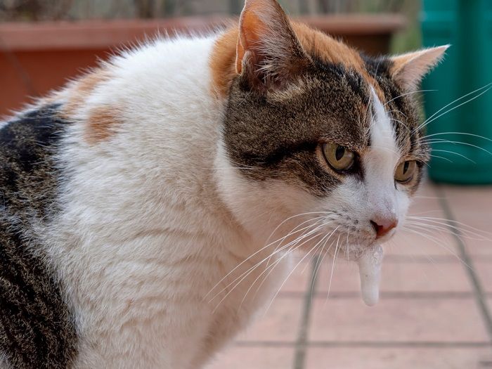 Gato vomitando espuma blanca