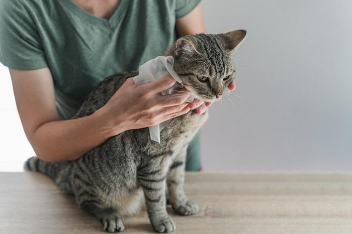 Limpiar al gato con toallitas húmedas para bebés