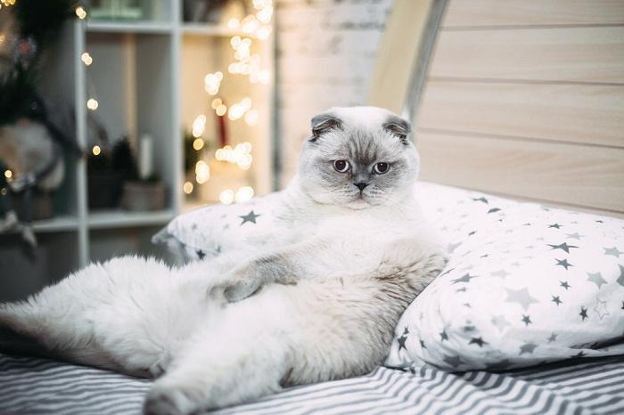 Un gato escocés blanco y gordo yace en la cama