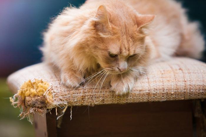 Daños en muebles causados por gatos