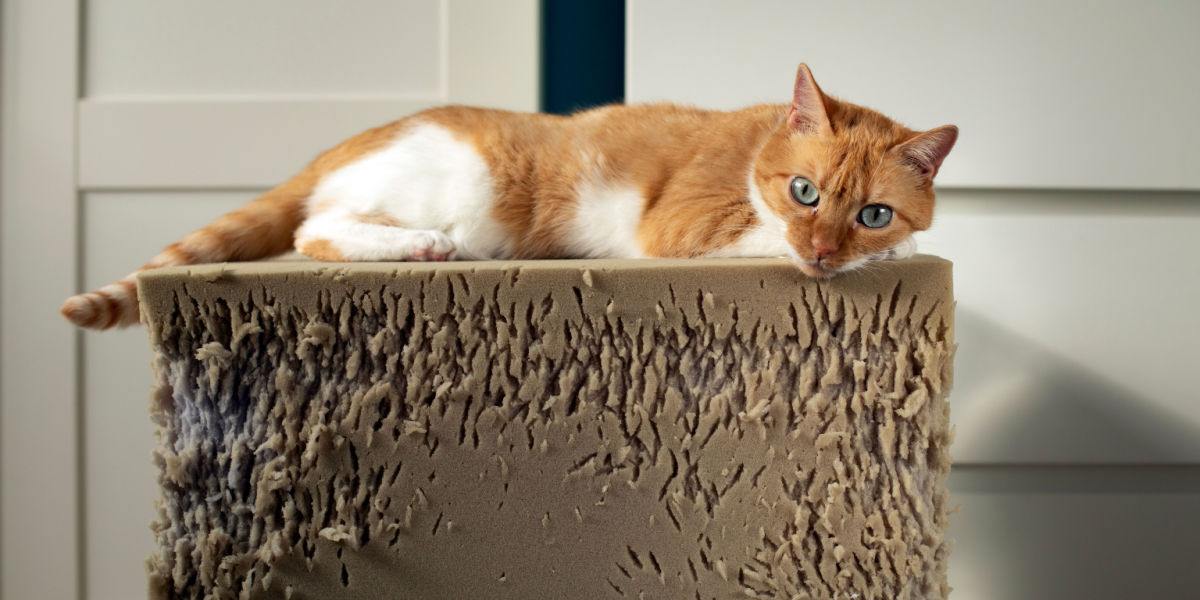 Gato agresivo sentado encima de un taburete de espuma roto