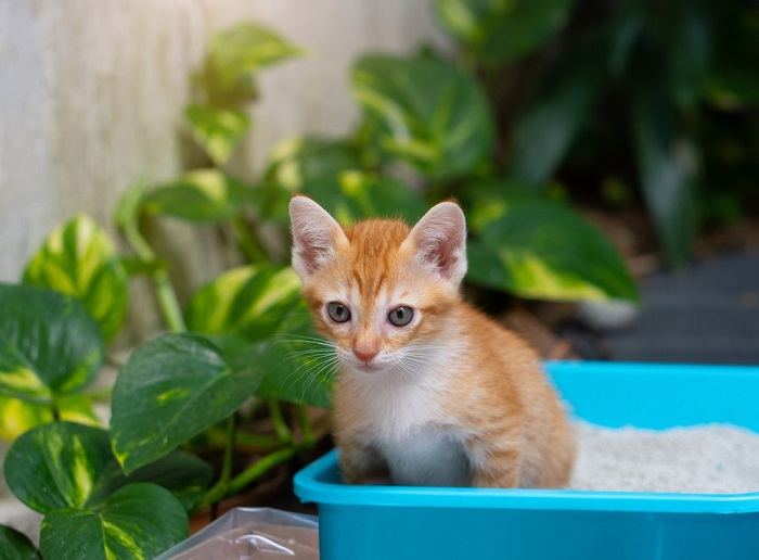 Pequeño gato naranja sentado haciendo pis en la caja de arena para gatos