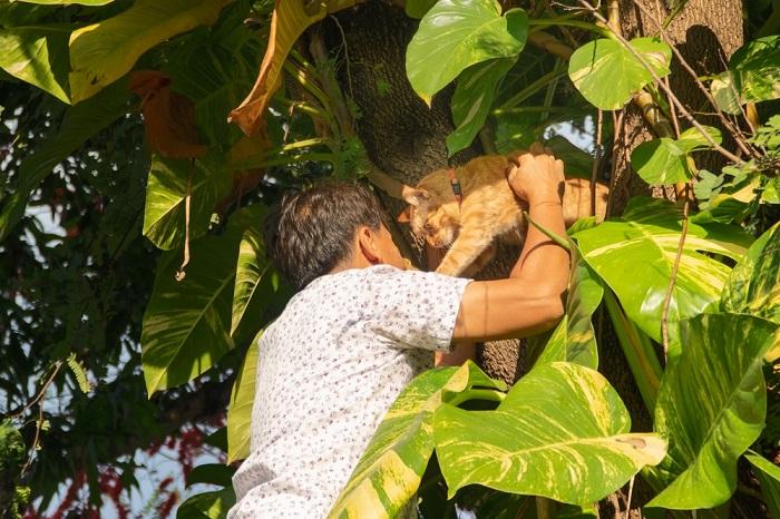 Un hombre rescata a un gato atrapado en un árbol, demostrando su cuidado y ayuda