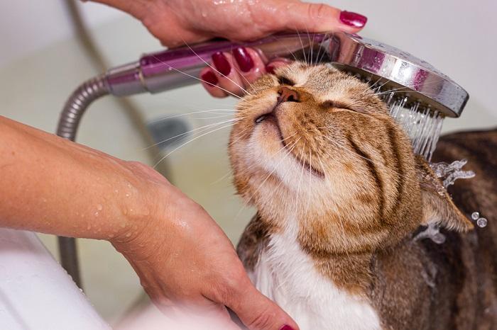 Gato atigrado escocés tomándose una ducha