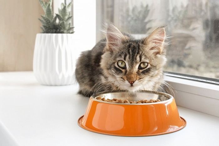 Nombres de gatos guerreros: Gatito atigrado comiendo de un tazón naranja