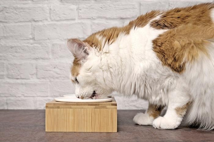 Gato atigrado comiendo comida de un cuenco