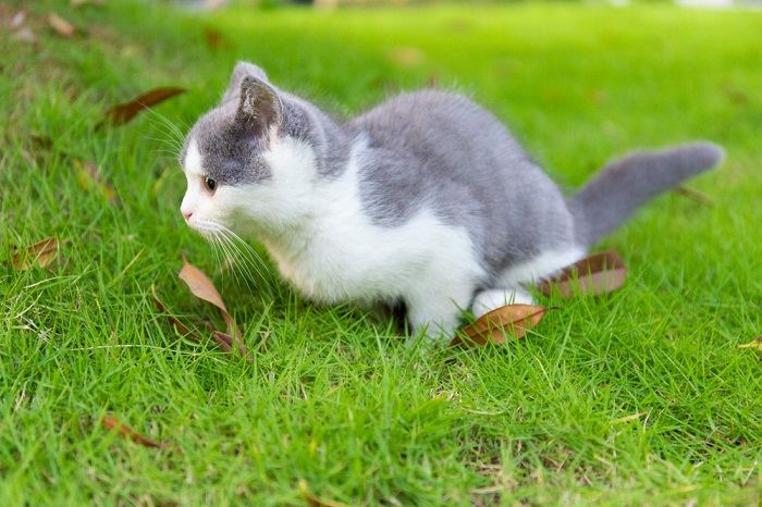 Gatito azul y blanco orinando en el césped