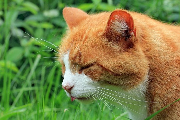 El gato siente náuseas