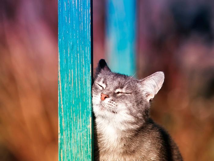 El gato apoyó su mejilla contra un poste