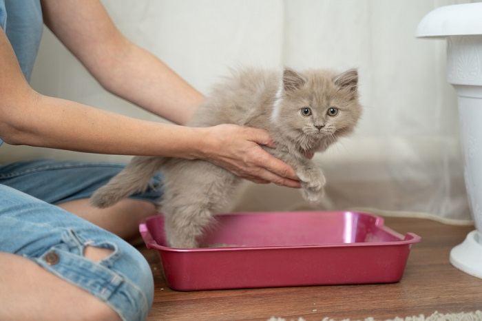 Gato aprendiendo a usar la caja de arena