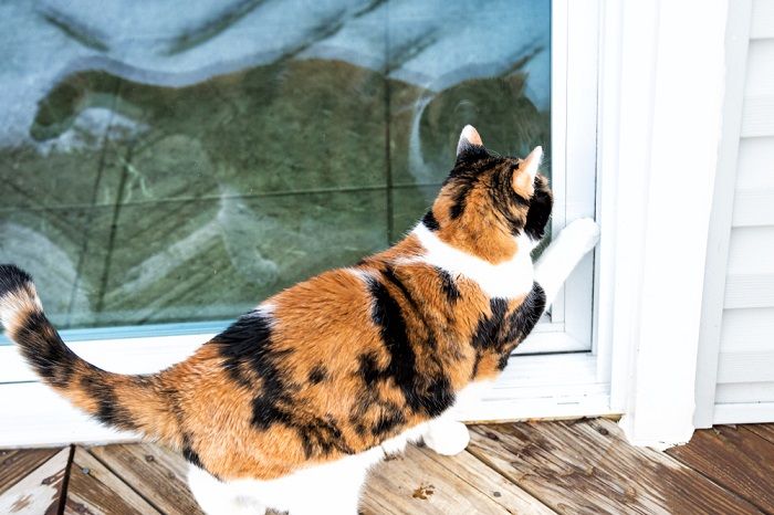 gato pateando la puerta