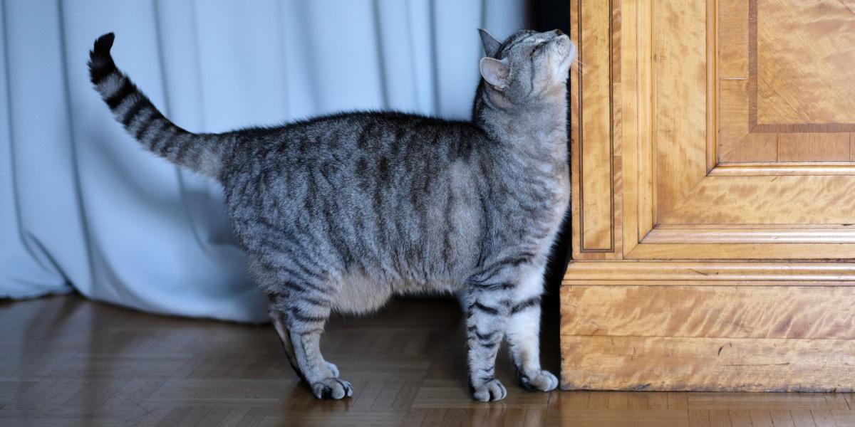 El gato se frota contra la esquina del armario.