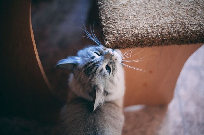 El gato se frota el hocico en el borde de la silla