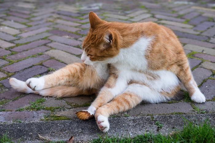 gato desplazándose