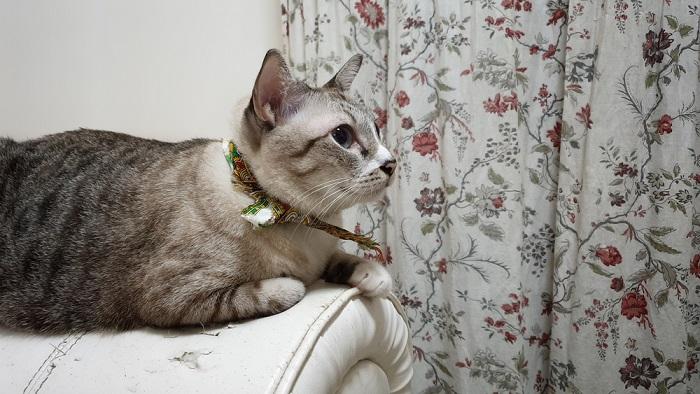 Gato arañó el sofá de cuero blanco dañado