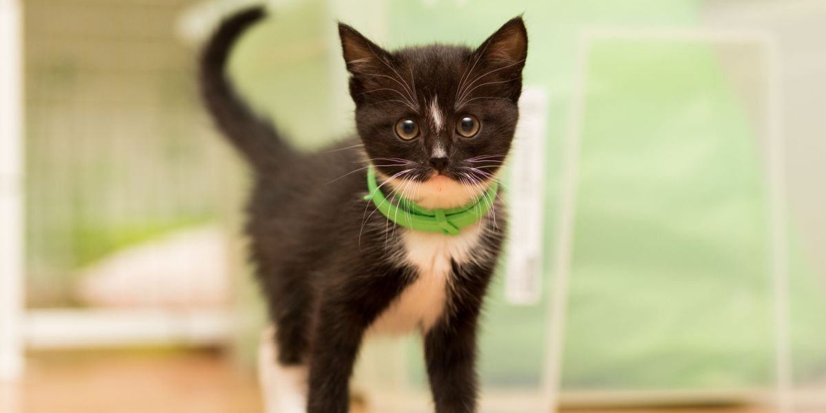 El gato lleva un collar antipulgas