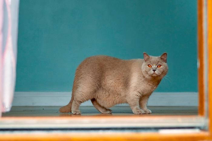 Gato británico de pelo corto regordete